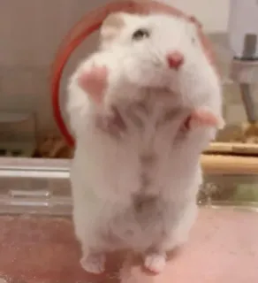 🥺 hamster, cute, animal, rodent, white, small telegram sticker