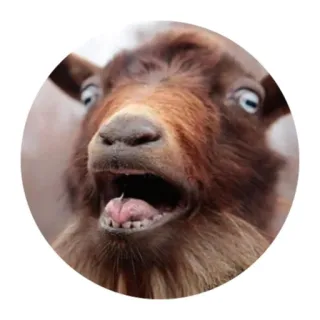 😱 animal, goat, funny, meme, shocked telegram sticker