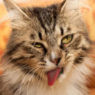 😛 gatto, animale, lingua, divertente, meme, animale domestico telegram sticker