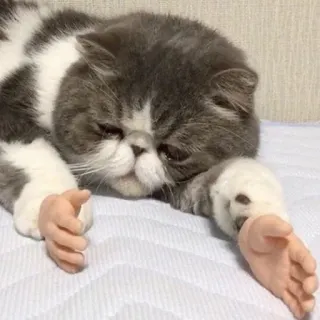 😞 chat, mème, humour, mains, drôle, animal telegram sticker