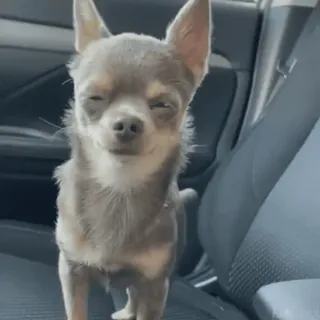 😌 chihuahua, cane, animale, animale domestico, carino, divertente, auto telegram sticker