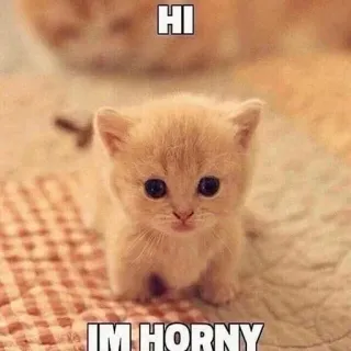 🔞 HI
IM HORNY kätzchen, katze, tier, haustier, süß, lustig, meme telegram sticker
