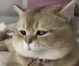 😒 gatto, animale, animale domestico, mammifero, gatto domestico telegram sticker