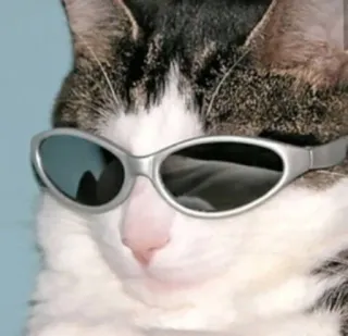 😎 cat, sunglasses, cool, animal, pet, meme whatsapp sticker