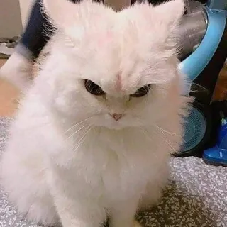 😠 gatto, animale domestico, gatto bianco, soffice, carino, animale telegram sticker