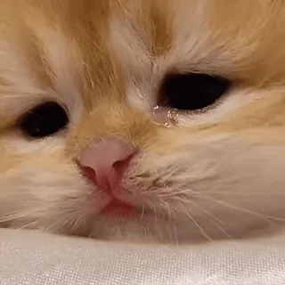 😞 chaton, chat, triste, pleurer, mignon, félin, animal, animal de compagnie telegram sticker