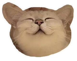 🐱 gato, gatito, animal, lindo, mascota, dormilón, feliz telegram sticker