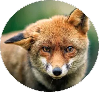 🦊 Fuchs, Tier, Wildtier, Natur, Säugetier, Rotfuchs telegram sticker