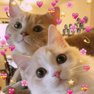 💖 gatti, gattini, animali, animali domestici, cuori, stelle, carino, adorabile telegram sticker
