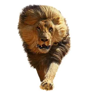 👹 лев, животное, дикая природа, природа, хищник, большая кошка, грива telegram sticker