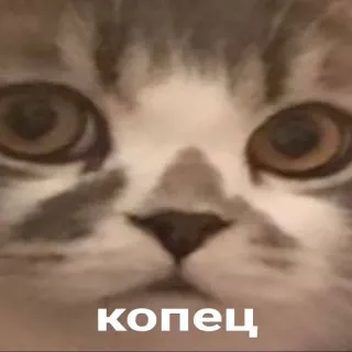 😱 копец gato, meme, animal, engraçado, russo, kotez telegram sticker