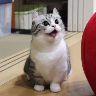 😚 cat, cute, kitten, pet, animal whatsapp sticker