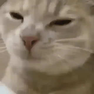 😏 kucing, hewan, peliharaan, lucu, meme whatsapp sticker