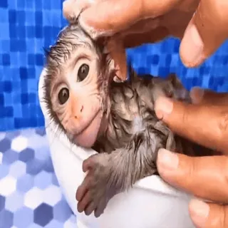 🧼 monkey, baby monkey, animal, cute, bathing, hands, pet whatsapp sticker