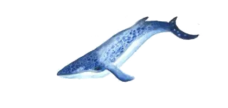 🐟 Wal, Ozean, Meerestier, Tier, Blau, Aquarell telegram sticker
