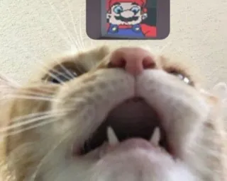 🙂 Mario Mario, cat, funny, meme, gaming telegram sticker