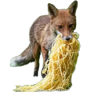 🍝 fox, spaghetti, animal, food, pasta telegram sticker