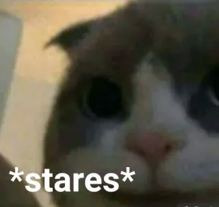 🐱 *stares* Katze, starrt, Meme, Tier, Haustier, lustig whatsapp sticker