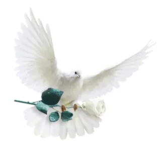 🕊 Taube, weiß, Rose, Frieden, Vogel, Blume, Symbol, Liebe whatsapp sticker
