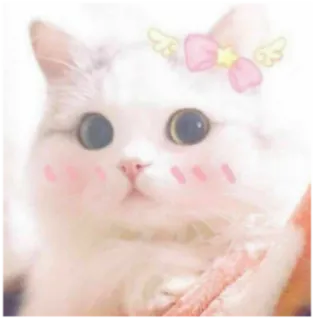🎀 кот, котенок, милый, животное, питомец, каваий telegram sticker