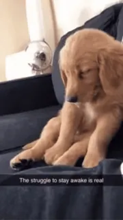 😴 The struggle to stay awake is real perro, lindo, dormilón, golden retriever telegram sticker