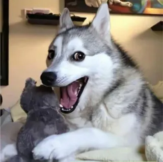 😂 chien, husky, animal de compagnie, animal, joueur, mignon whatsapp sticker