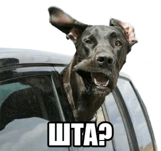 ❓ ШТА? dog, great dane, car, confused, what, funny, meme whatsapp sticker