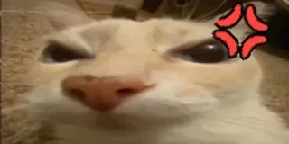 😠 Katze, wütend, Meme, Haustier, Tier, Katzenartig, Cartoon telegram sticker