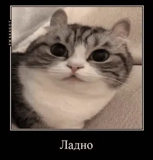 😐 Ладно gato, meme, engraçado, animal de estimação, fofo, russo telegram sticker