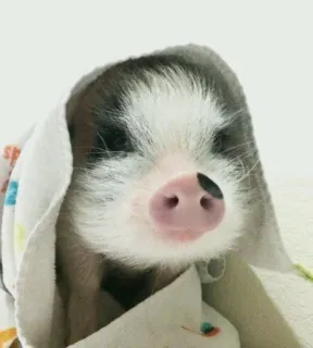 🐷 prosiaczek, świnia, zwierzę, zwierzę domowe, słodki, ręcznik, kąpiel telegram sticker