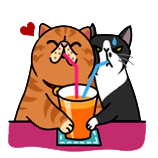 🍻 кот, напиток, милый, сердце, оранжевый, черно-белый, животное whatsapp sticker