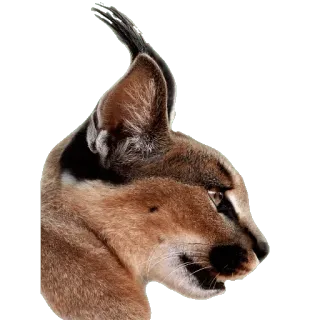 😳 каракал, кошка, животное, дикая природа, уши, пустыня telegram sticker