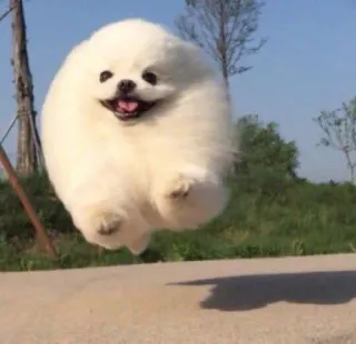 😄 dog, puppy, pomeranian, cute, animal, fluffy, white, jumping telegram sticker
