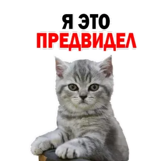 😔 Я ЭТО ПРЕДВИДЕЛ gato, adesivo, russo, meme whatsapp sticker