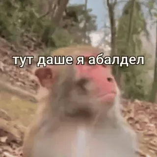 😏 тут даше я абалдел ลิง, สัตว์, มีม, ตลก, รัสเซีย, วลี telegram sticker