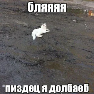 🌟 бляяяя
пиздец я долбаеб chat, mème, russe, drôle telegram sticker