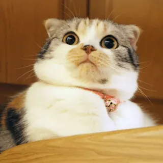 😮 cat, animal, pet, kitten, cute telegram sticker