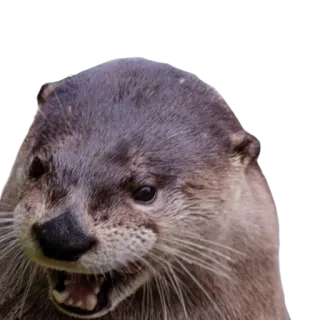 😼 Выдра, Животное, Дикая природа, Млекопитающее, Природа telegram sticker