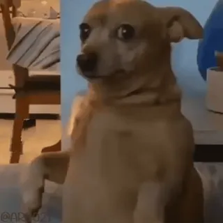 😓 @AR3521 chien, chihuahua, drôle, animal de compagnie, animal, mignon, mème whatsapp sticker