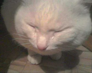 🐱 chat, pleurer, triste, larmes, chat blanc, émotionnel telegram sticker