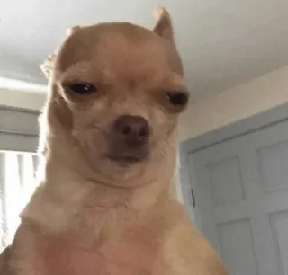 😐 Chihuahua, Chien, Animal de compagnie, Animal, Meme, Drôle, Mignon telegram sticker