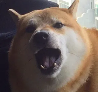 😮 chien, shiba inu, animal, mème, mignon, animal de compagnie telegram sticker