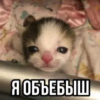 😃 Я ОБЪЕБЫШ mèo, mèo con, dễ thương, chữ Nga, động vật, meme telegram sticker