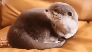 😞 otter, tier, säugetier, süß, fell telegram sticker