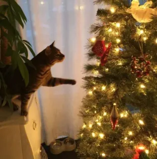 🤩 cat, christmas tree, holiday, ornaments, lights, pet, decoration telegram sticker