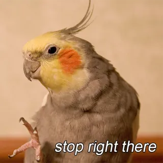 🤚 stop right there oiseau, cockatiel, stop, mème, drôle telegram sticker