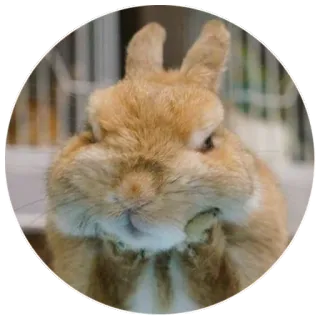 🤔 bunny, rabbit, animal, cute, pet telegram sticker
