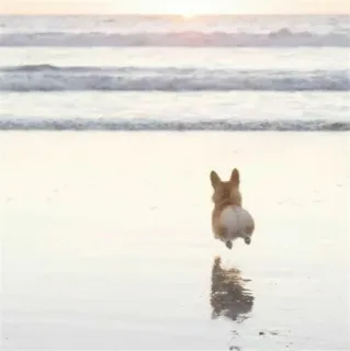 🐾 Hund, Corgi, Strand, Ozean, Wellen, Sonnenuntergang, Tier, Haustier whatsapp sticker