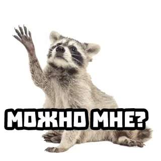 ✋ МОЖНО МНЕ? mapache, rogando, lindo, animal, ruso, pregunta whatsapp sticker