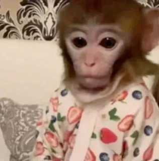 🌟 monkey, animal, cute, primate, mammal telegram sticker